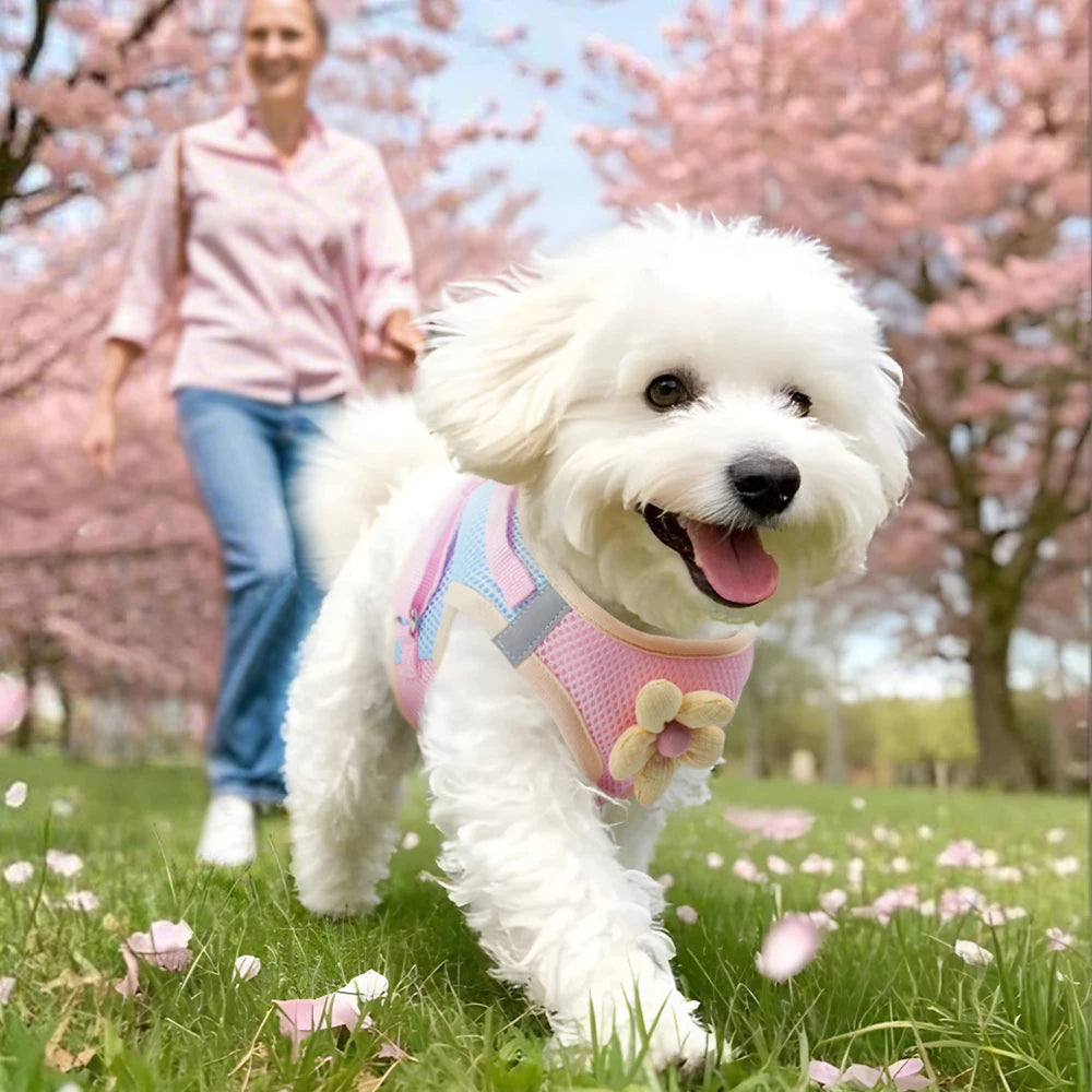 Dopamine Inspired Harness Leash Set