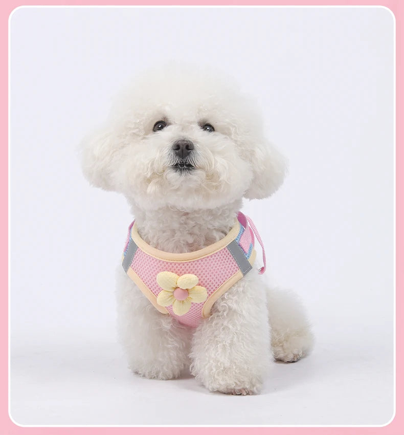 Dopamine Inspired Harness Leash Set