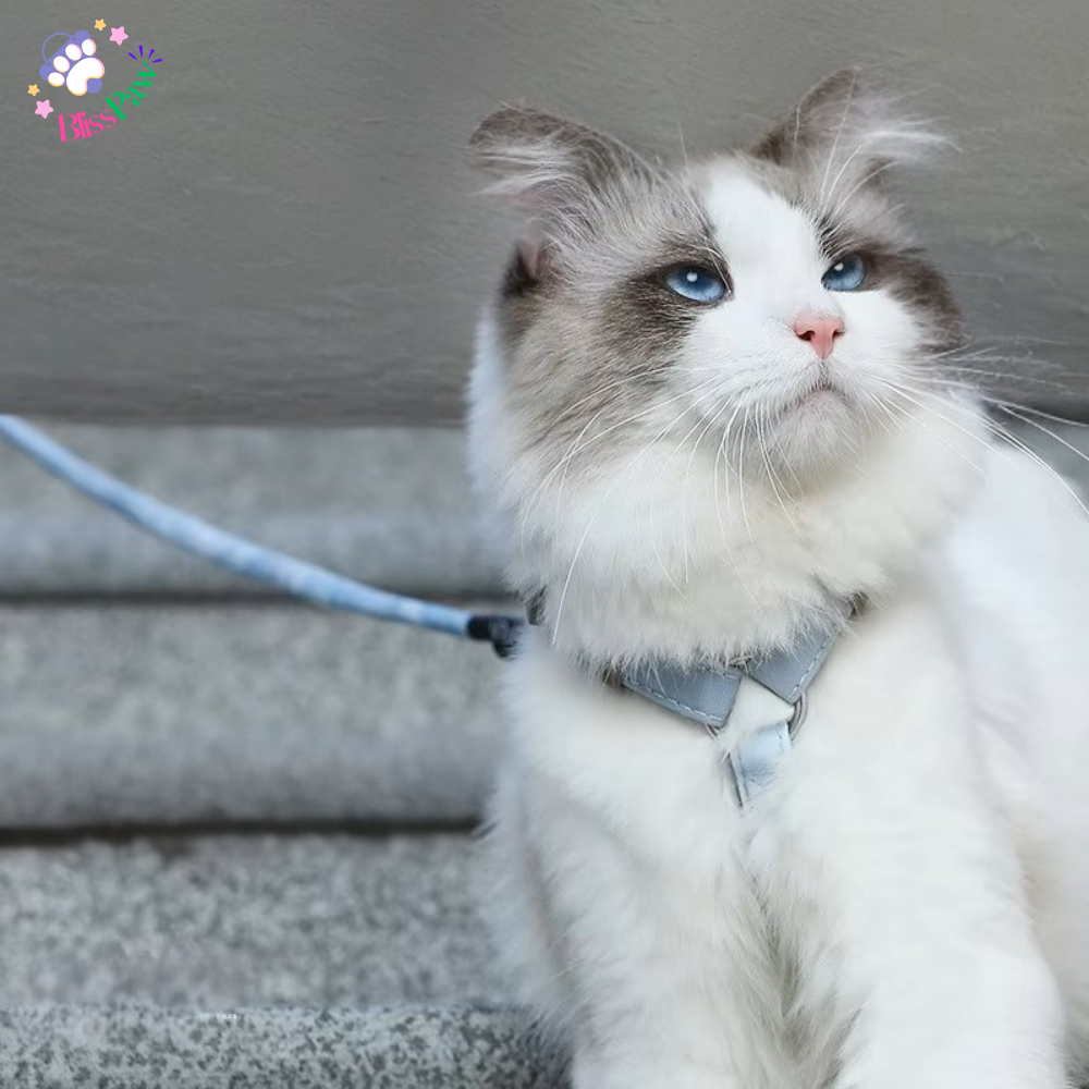 Escape-Proof Cat Harness Set