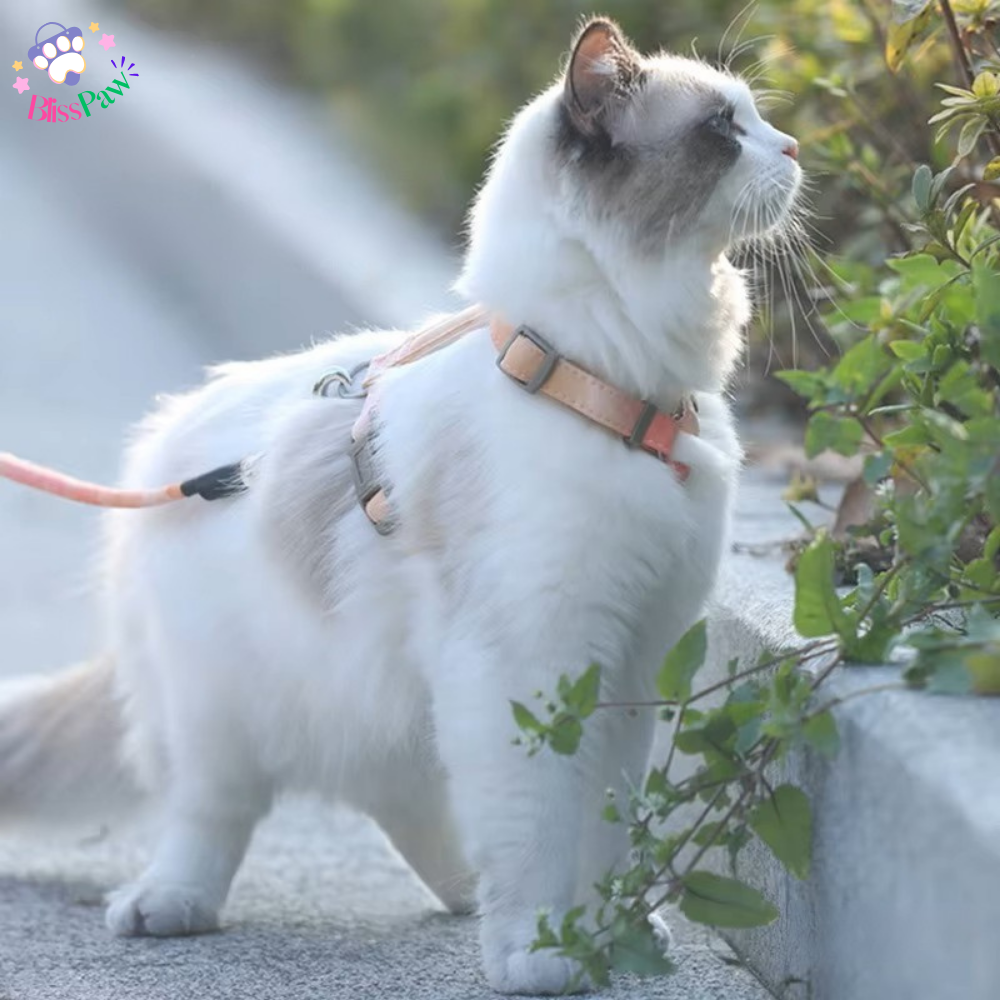Escape-Proof Cat Harness Set