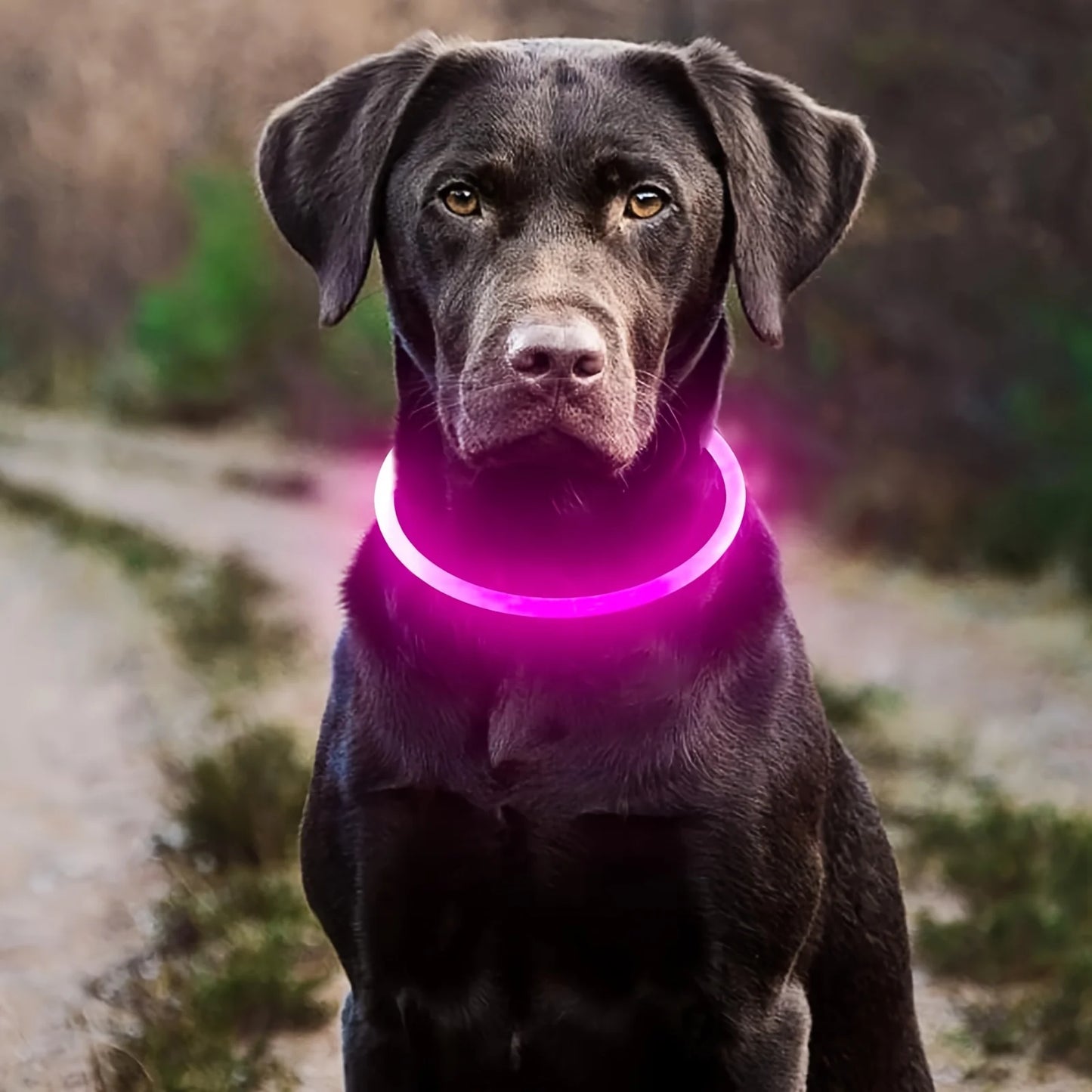 LED Collar Pet LightSafe