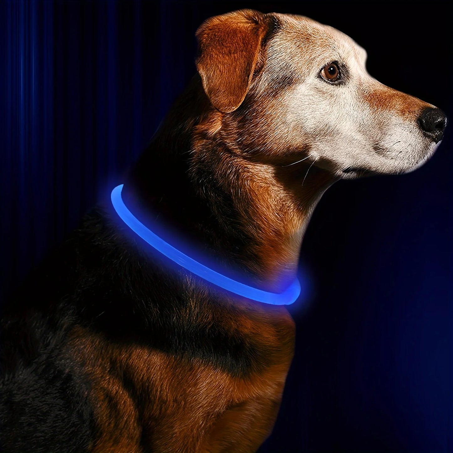 LED Collar Pet LightSafe