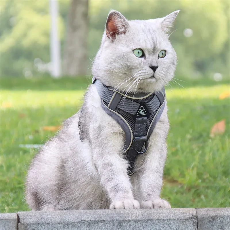 Pet AngelWing Harness Leash Set 2