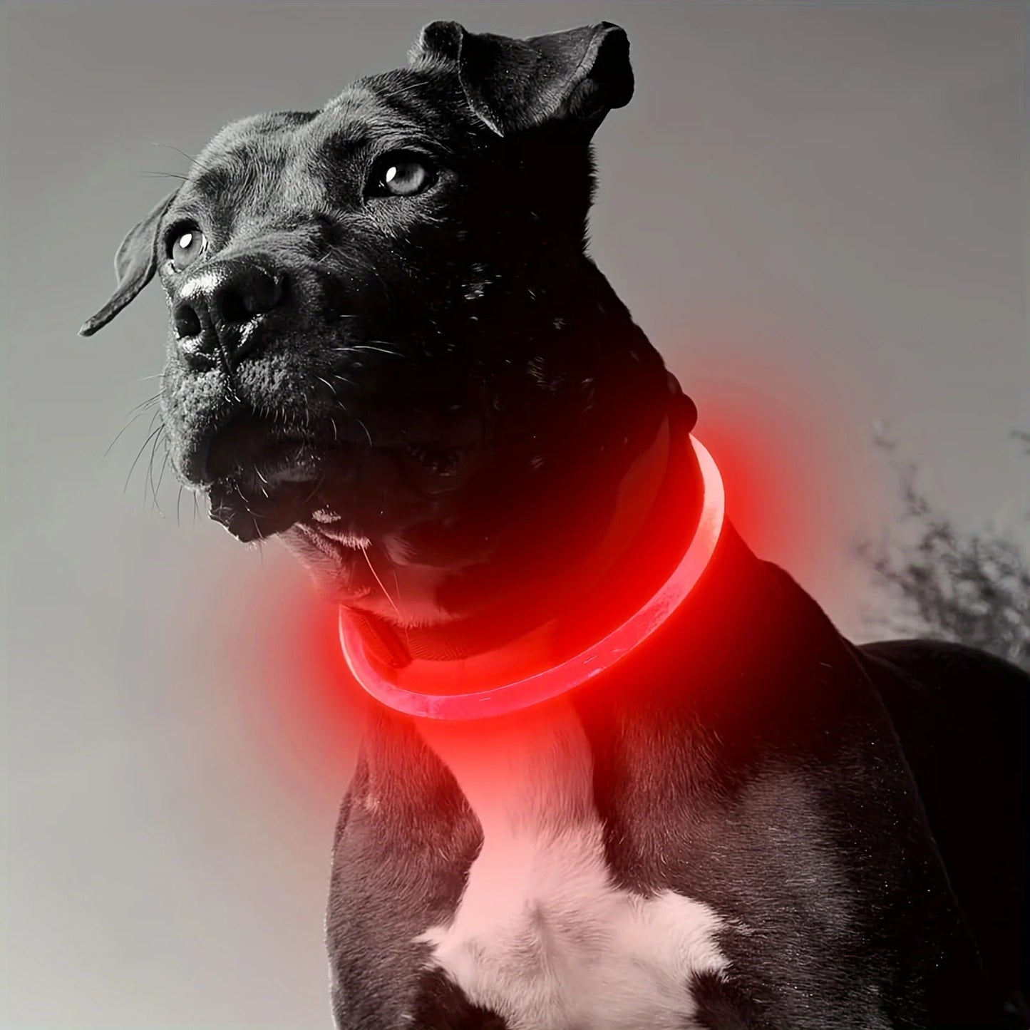 LED Collar Pet LightSafe